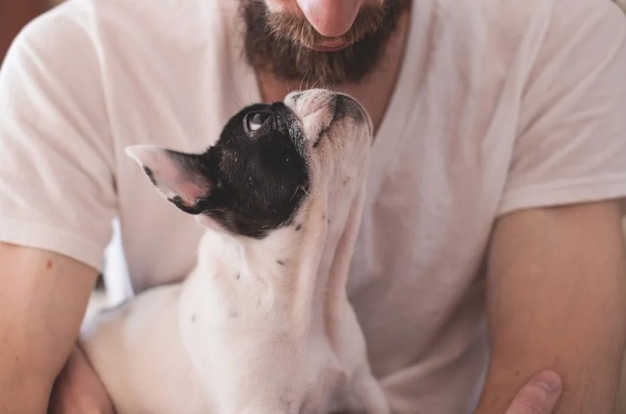 ¡La Energía No Miente Y Tu Perro Tampoco! Lo Dice La Ciencia: Los Perros Detectan Si Eres Mala Persona