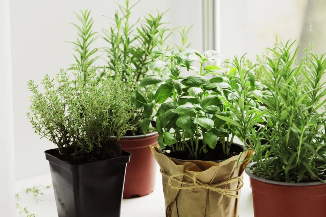 Plantas aromáticas: una solución verde y decorativa