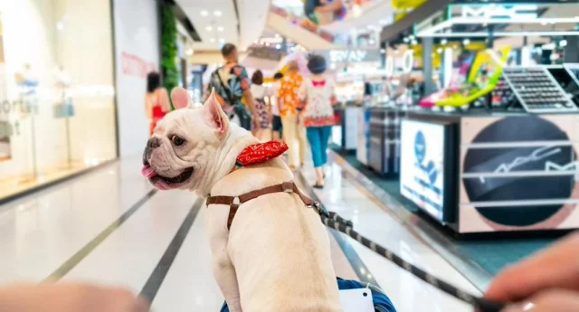 ¿Pueden Entrar Perros En Los Centros Comerciales De España?