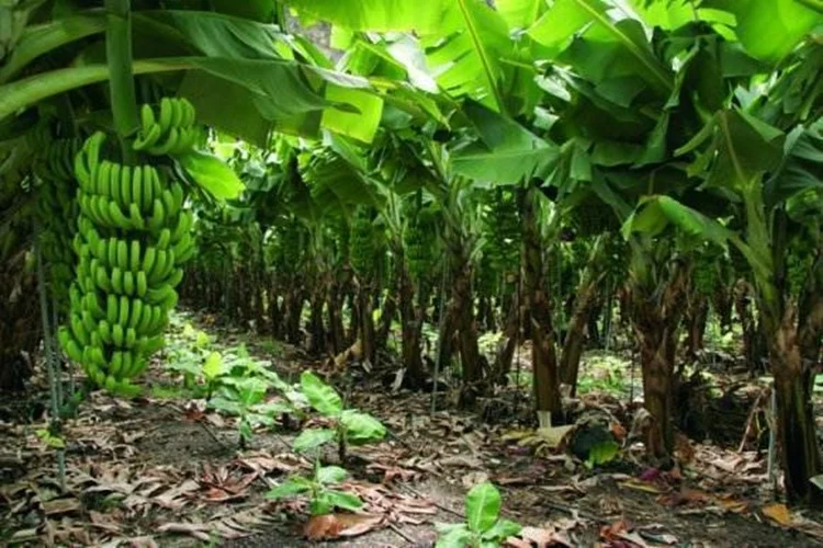 Qué Pasa Con El Plátano De Canarias Y Por Qué Los Agricultores Lo Desperdician