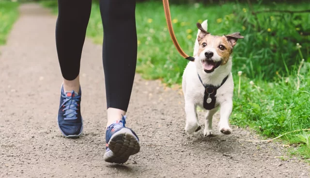 Cuidado Al Pasear A Tu Perro Por La Calle: Hasta 750 Euros De Multa Por Estos Gestos