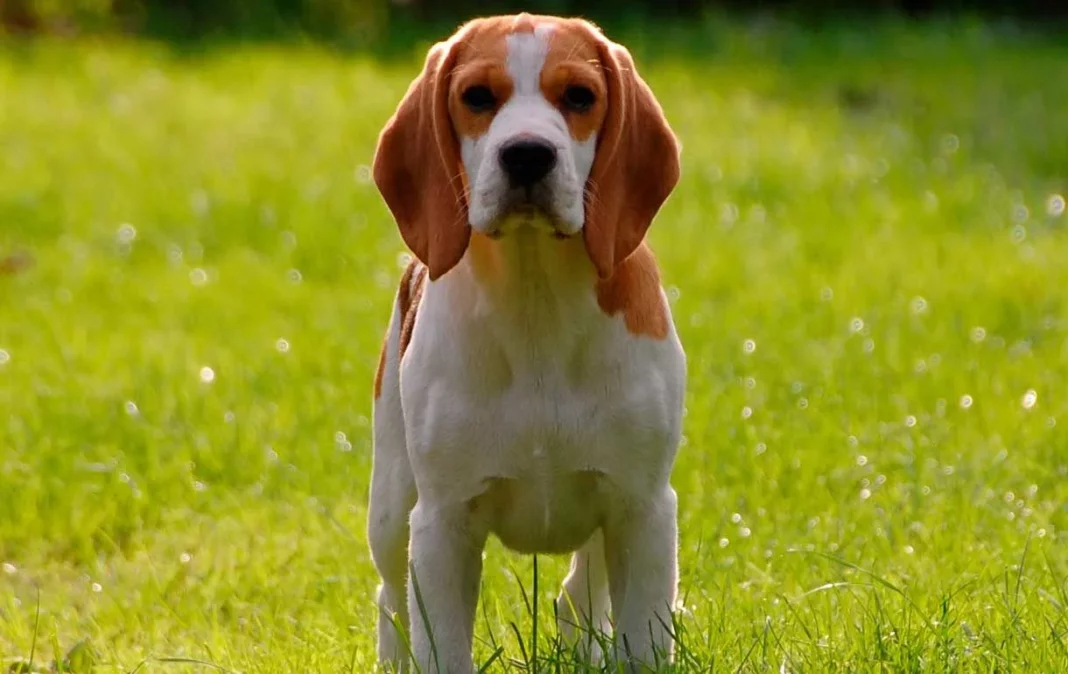 Beagle: la alegría en forma de perro