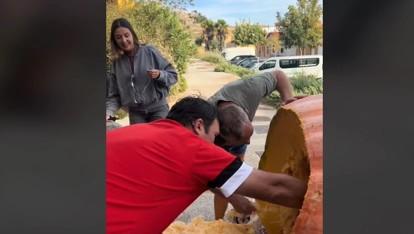 Calabaza Gigante Por Dentro Y Periodista Se Mete