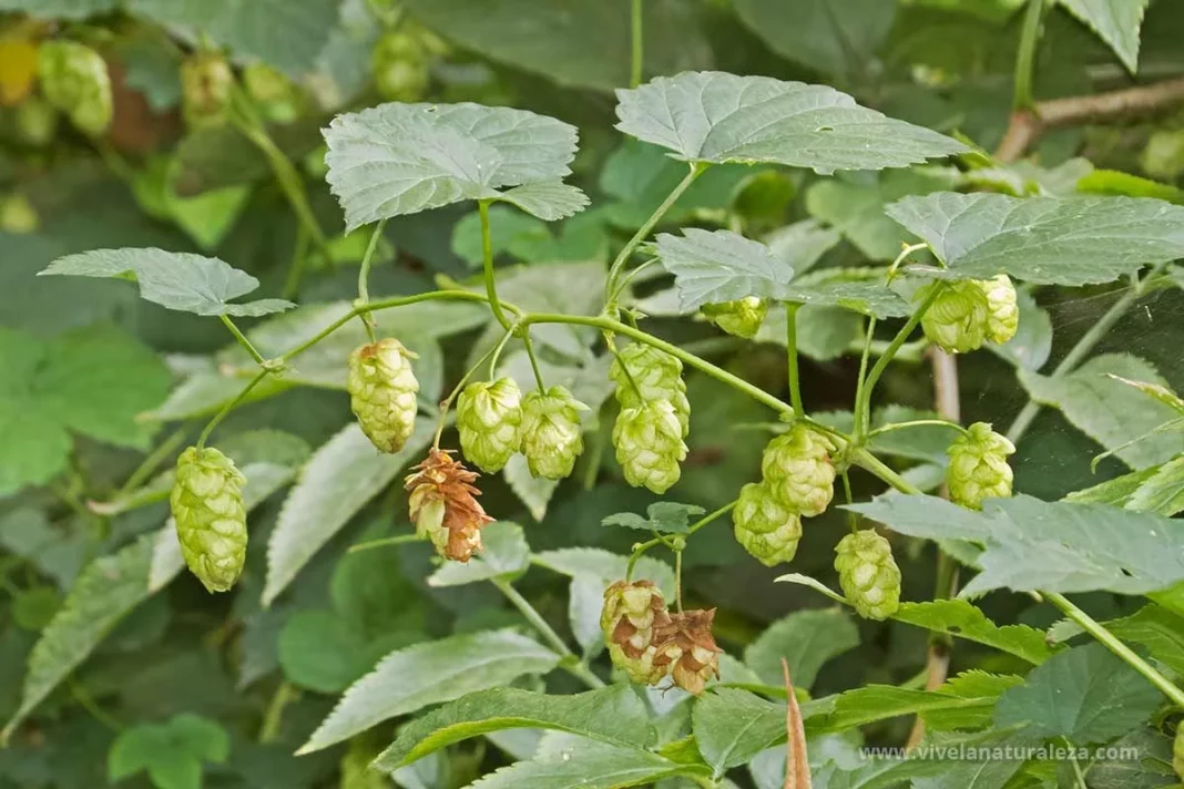 ¿Cómo identificar el lúpulo silvestre?