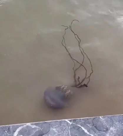 Criaturas Que Aparecen En Una Playa De Gijon1