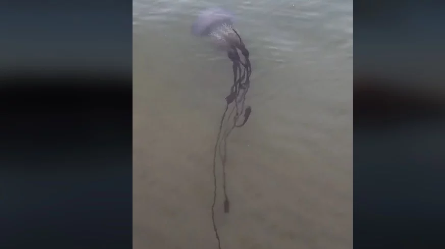 Criaturas Que Aparecen En Una Playa De Gijon2