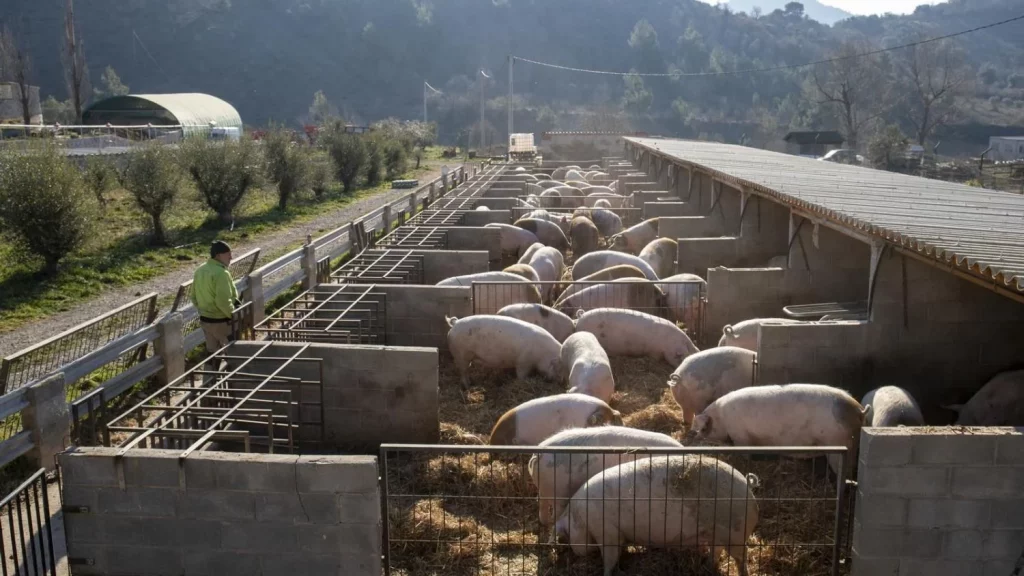 El Sector Porcino Espanol Se Prepara Para Diversificar La Estrategia Comercial Para Esquivar El Castigo De China