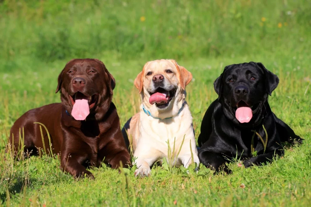 Labrador Retriever: el compañero ideal para todos