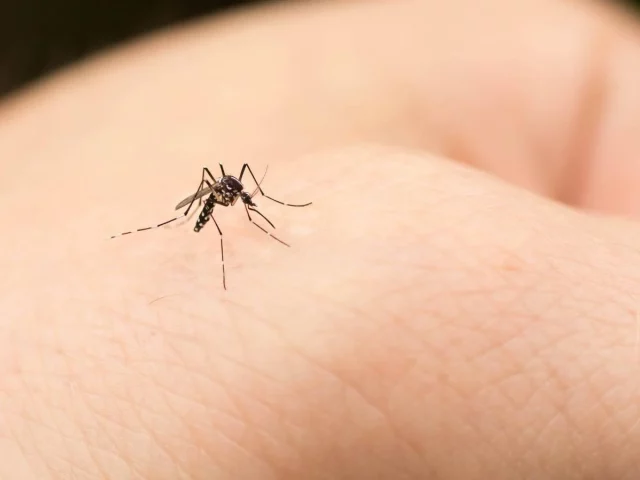 Las Personas A Las Que Más Les Pican Los Mosquitos Por Fin Tienen Explicación De La Ciencia