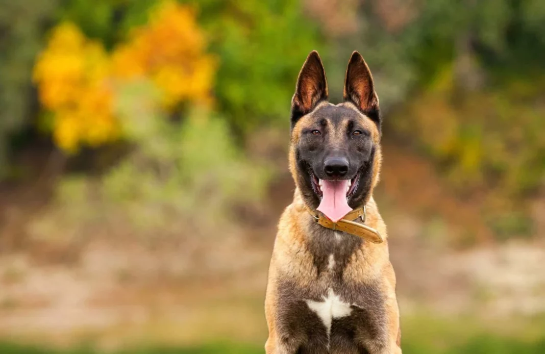 Pastor Belga Malinois: inteligencia y lealtad