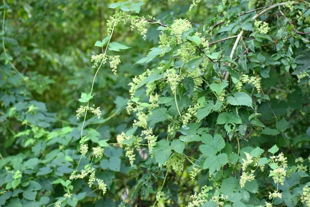 Por Esta Hierba Que Crece En El Jardín Te Pagan 1.000 Euros El Kilo