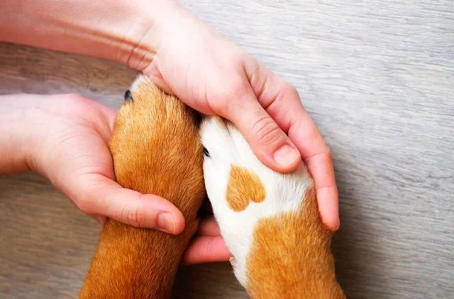 ¿Sabías Que También Puedes Mejorar La Salud Mental De Tu Mascota?