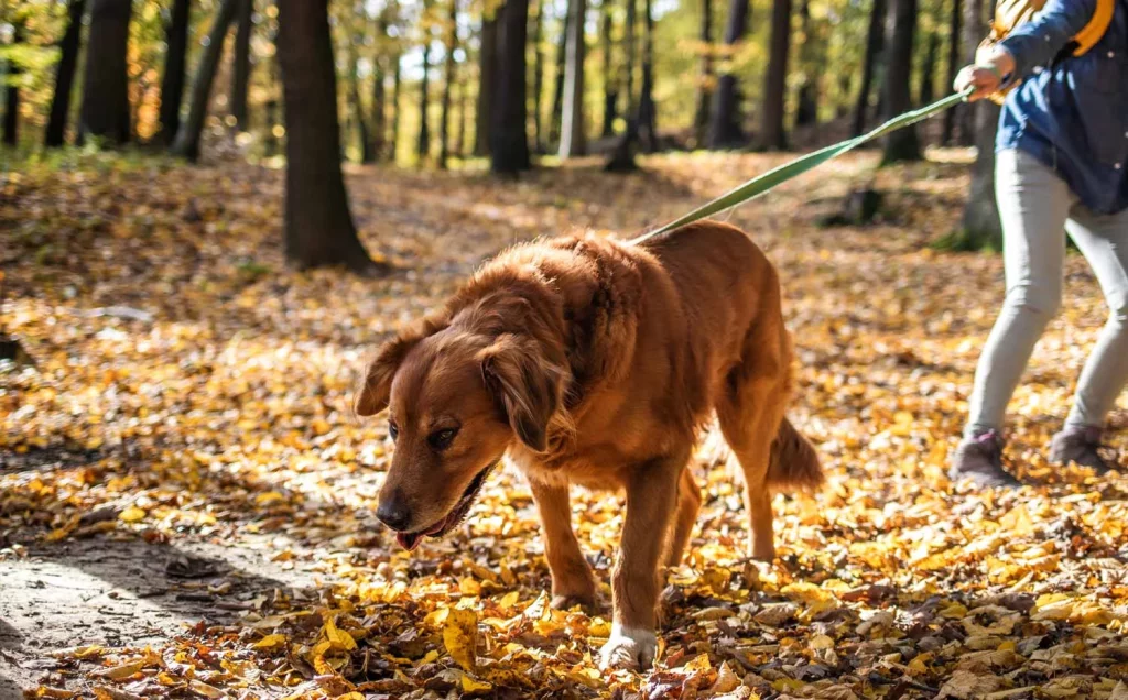 Fundacion Affinity Como Pasear A Mi Perro Sin Que Tire De La Correa