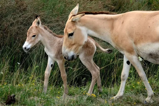 Histórico: Nace Un Extraño Animal Del Que Solo Quedan 600 Ejemplares En El Mundo