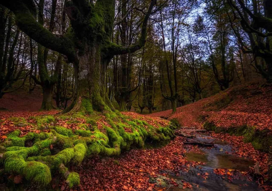 La biodiversidad del bosque