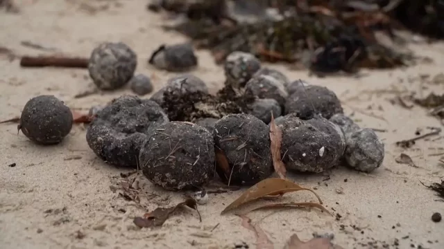 Por Qué Están Apareciendo Misteriosas Bolas Negras En Las Playas De Sídney, Australia