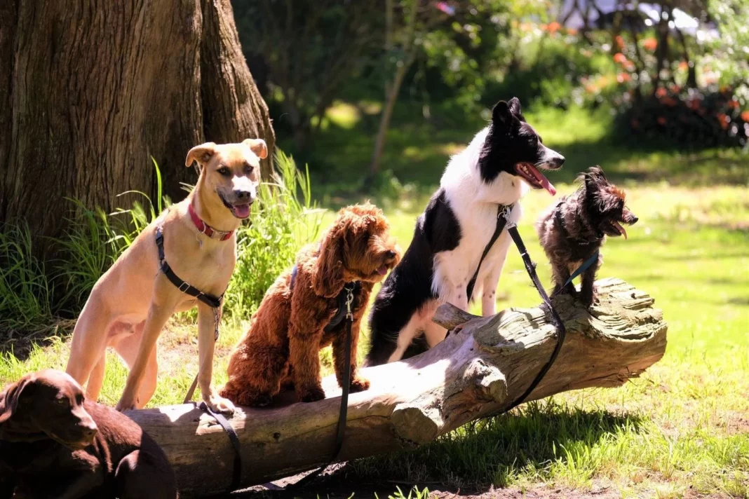 Mascotas: un ejemplo que México debería seguir