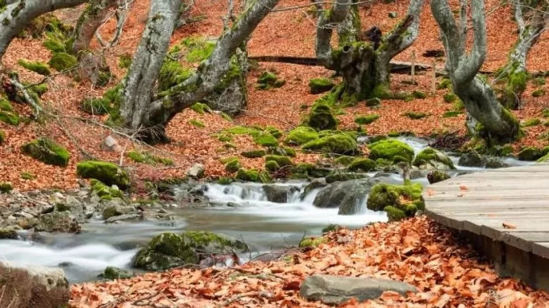 Faedo de Ciñera: El bosque mejor cuidado de España