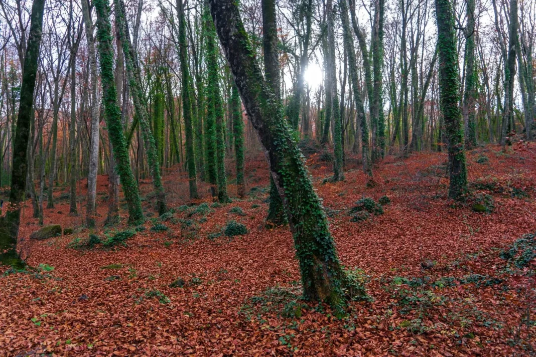 Fageda d’en Jordà: Un bosque encantado sobre terreno volcánico