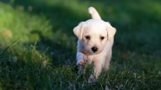 Así Permite La Nueva Ley De Bienestar Animal Desgravar Los Gastos De Tu Gato O Perro En 2025