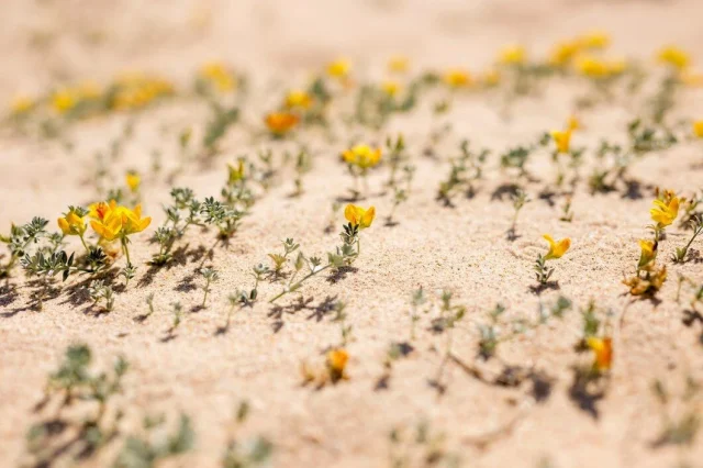 Hay Un Desierto Donde Llueven Flores Cada Diez Años Y Parece Sacado De Un Sueño