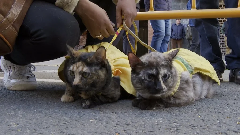 Dos Gatos Atados Por Su Dueño