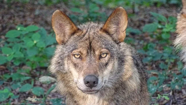 El Escándalo Del Lobo Detrás De La Nueva Ley Para Bares Y Supermercados