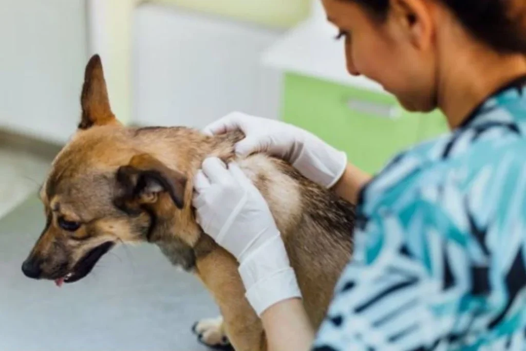 Un Veterinario Con Un Perro